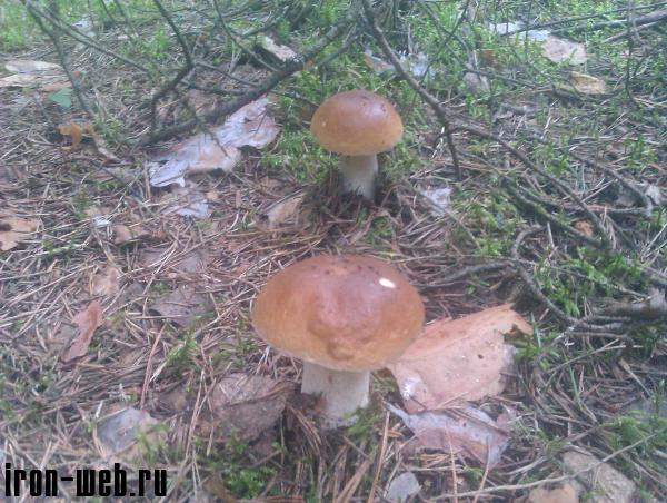 Белый